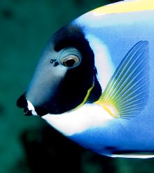 Fish Face by Chris Wildblood 